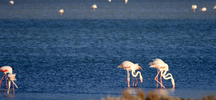 Salinas de Cabo de Gata - Conducir por Cabo de Gata y el Levante almeriense