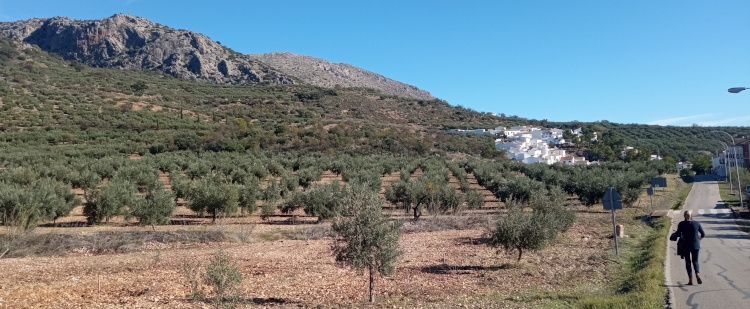 Olivar de las Sierras Subbéticas - Ruta por el interior de Córdoba y Jaén