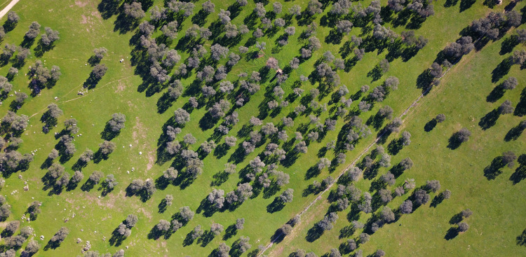 Dehesa típica del Valle de los Pedroches - La mejor ruta para conducir por Córdoba