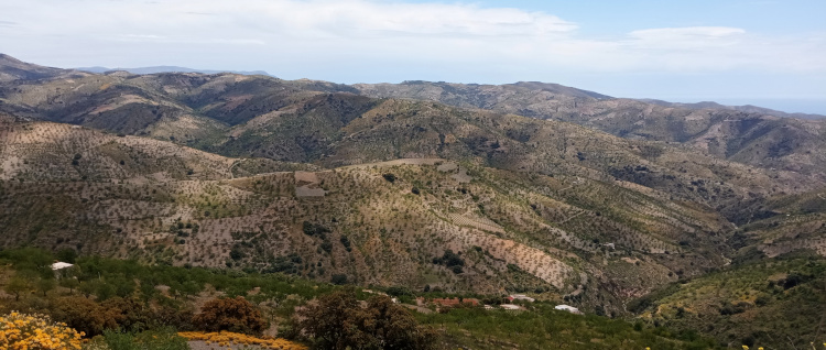 Cultivos tradicionales en la Sierra de la Contraviesa - Ruta por las Sierras menores de Granada