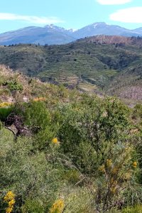 Sierra de la Contraviesa