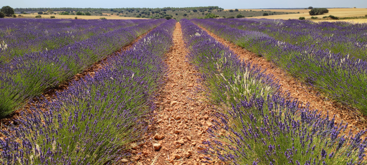 Campos de Lavanda - Ruta del Viaje a la Alcarria