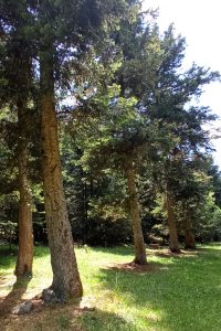Bosque de Baricauba - Valle de Arán