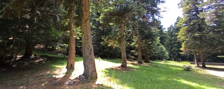 Bosque de Baricauba - Valle de Arán