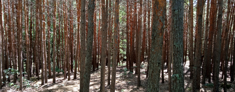 Densos bosques de pinos - Ruta por las Sierras de la Demanda y la de los Picos de Urbión
