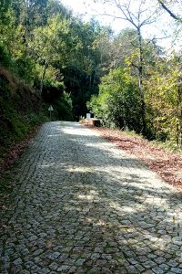 Mata da Margaraça