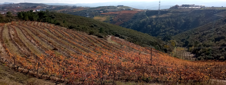 Camino al Miradouro Nossa Sra. Das Neves - Miradores del Vale do Duoro