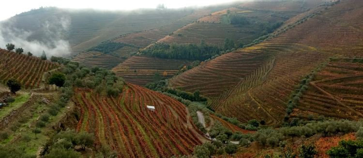 Viñedos en terrazas - Miradores del Vale do Duoro