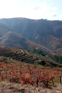 Primeros viñedos en la N222