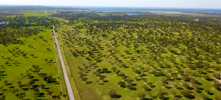 Dehesa portuguesa - Ruta Nacional 2 - Etapa Centro